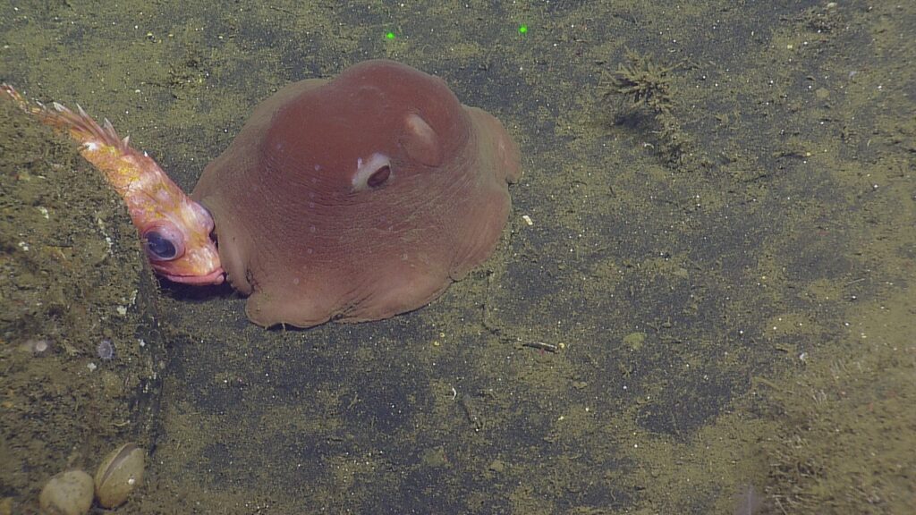 Flapjack octopus eating fish on a corner