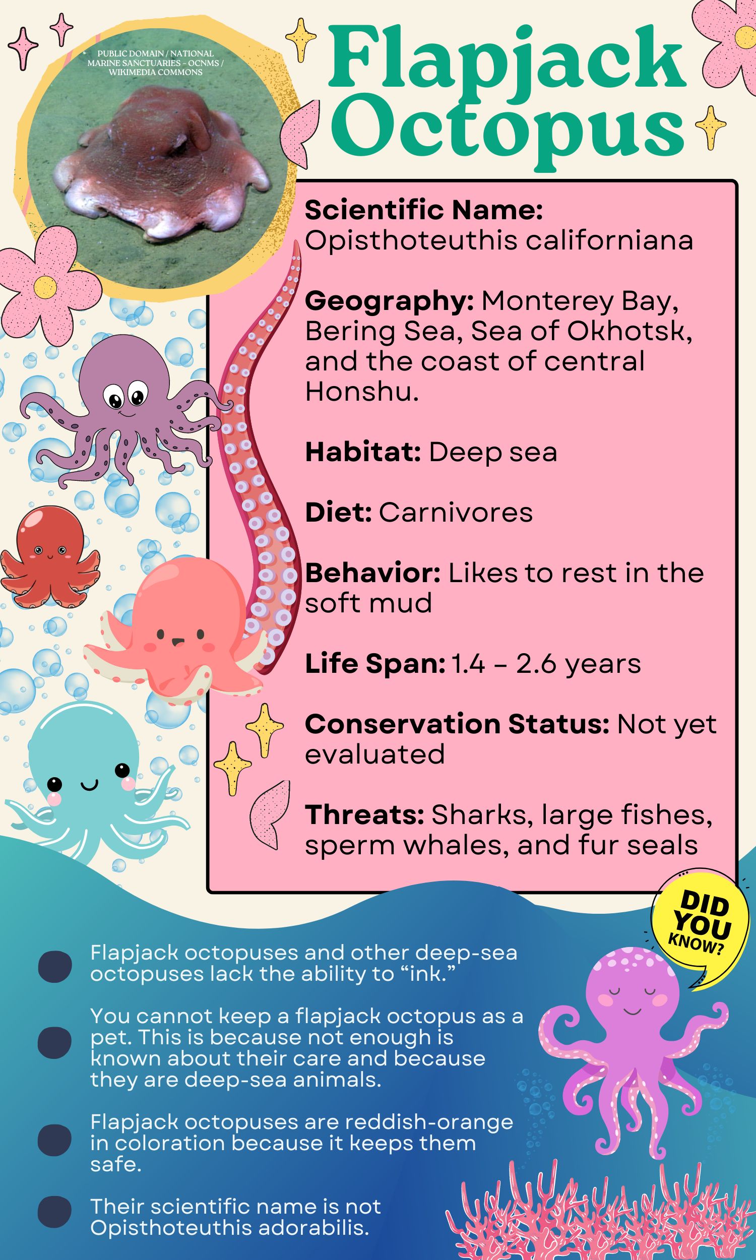 Chart of flapjack octopus complete with facts, picture, and more
