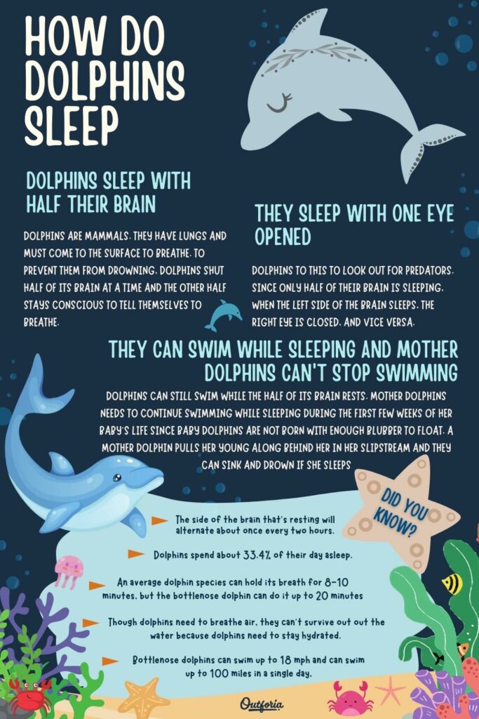 how do dolphins sleep infographics with facts and tricvias