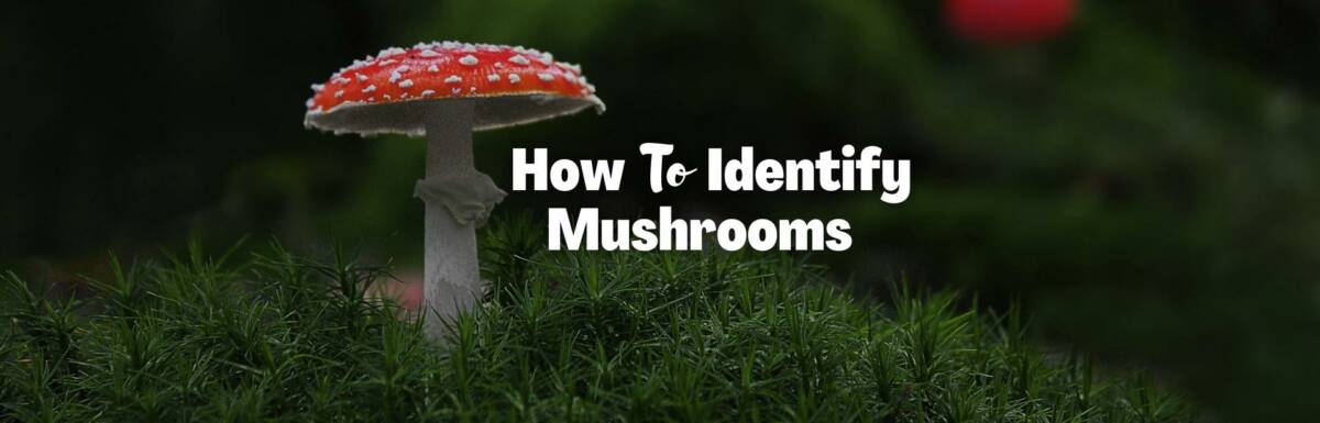 How to Identify Mushrooms Cover