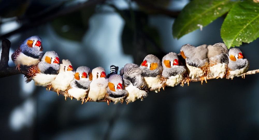 Group of finches lined up on a branch of trees
