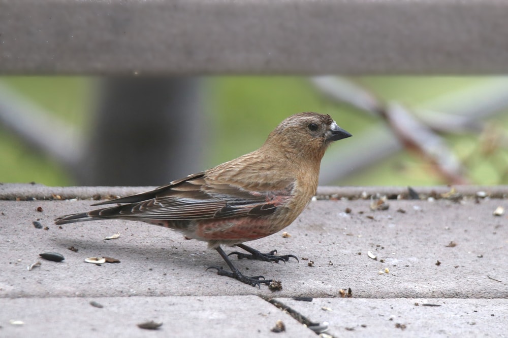 Black Rosy-Finch (Leucosticte atrata) standing on a cemented floord