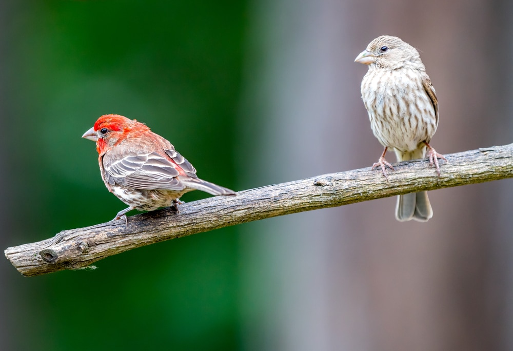 Two House Finch (Haemorhous mexicanus) on a wood