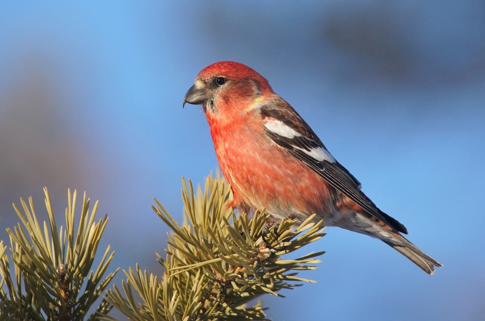White-Winged Crossbill (Loxia lecoptera) on top of a corn tree