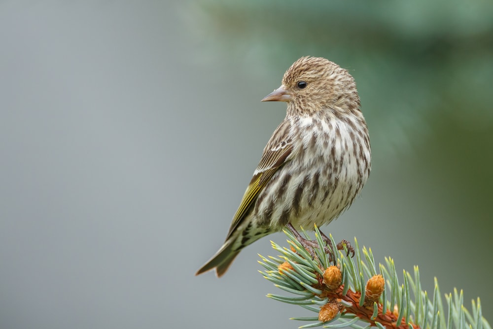 Pine Siskin (Spinus pinus) standing on the edge of a flowering seed