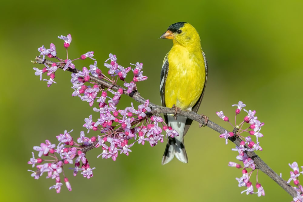 American Goldfinch (Spinus tristis) standing on a flower