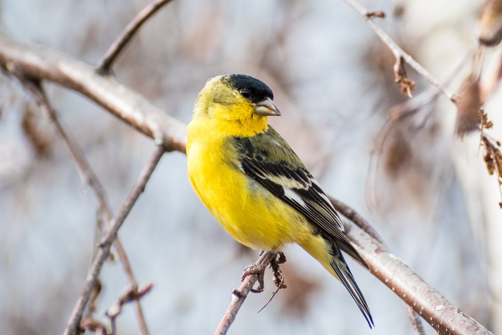 Lesser Goldfinch (Spinus psaltria) in the middle of winter