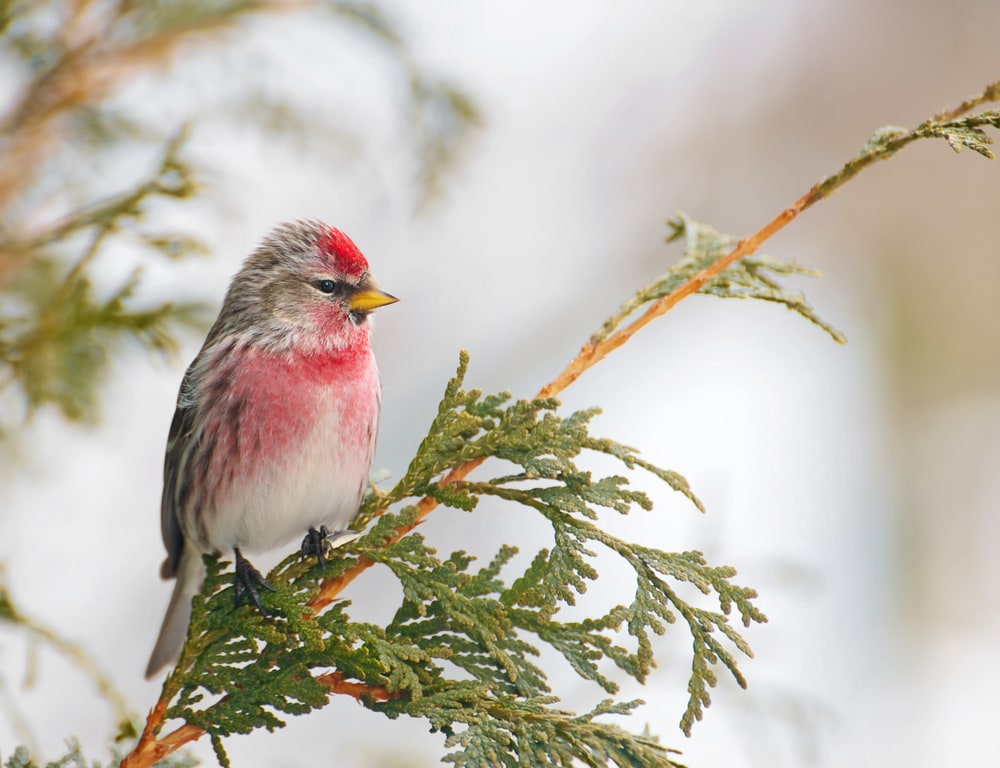 Common Redpoll (Acanthis flammea) standing on a leaf