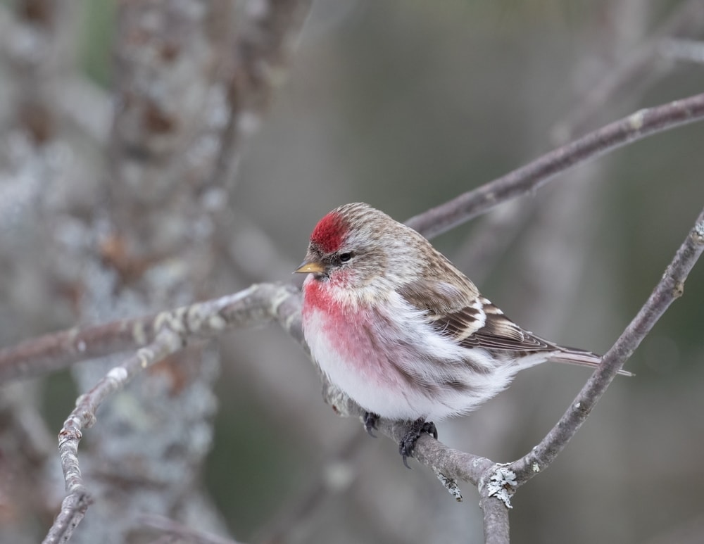 Hoary Redpoll (Acanthis hornemanni) standing on a branch of tree