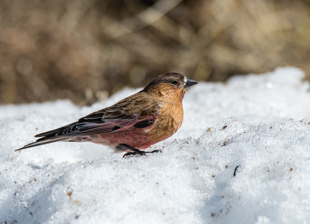 Brown-Capped Rosy Finch (Leucosticte australis) standing on ice