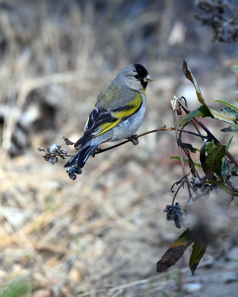 Lawrence’s Goldfinch (Spinus lawrencei) standing on a leaf
