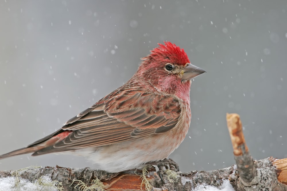 Cassin’s Finch (Haemorhous cassinii) in the middle of winter