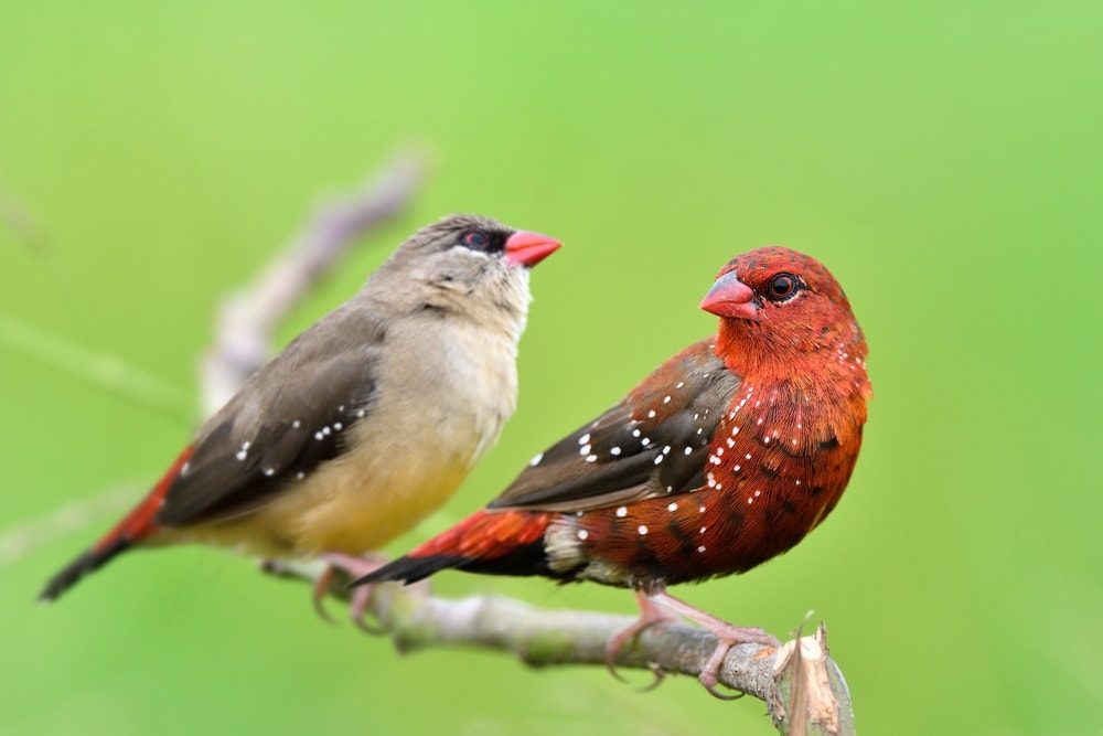 Two finches on green background