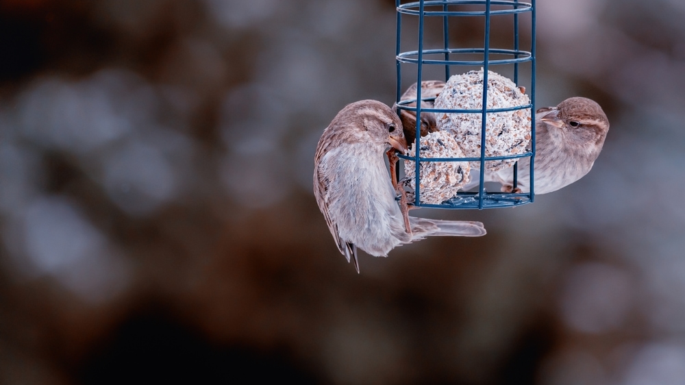 Three finches eating a cotton ball in a cage
