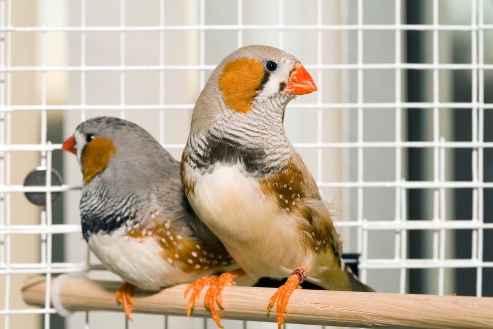 Two finches inside a cage