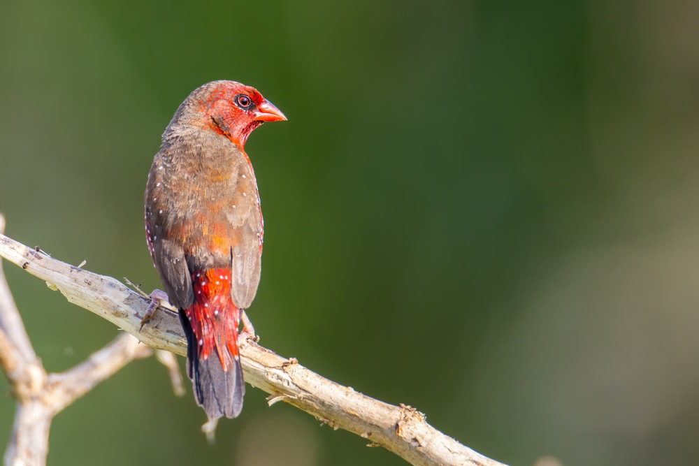 Back shot of a red finch
