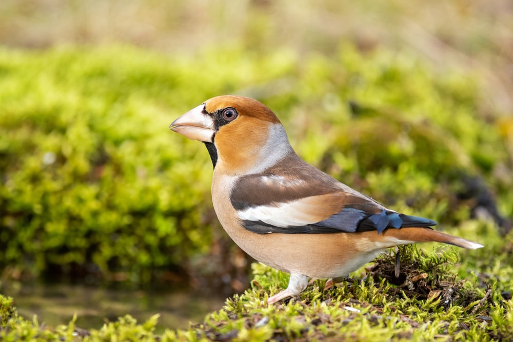 Hawfinch (Coccothraustes coccothraustes) standing on a bush