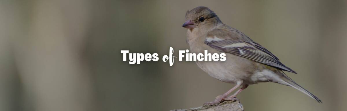 Types of finches featured image