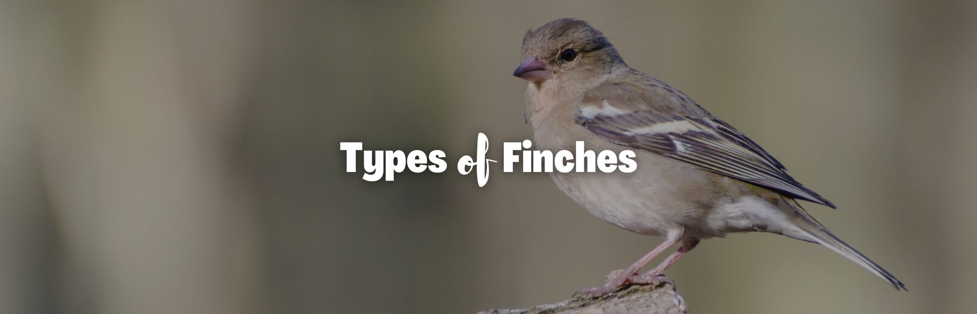 25 Remarkable Types of Finches (With Photos and Songs)