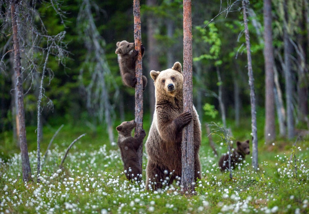 Three bears trying to climb on a thin trees