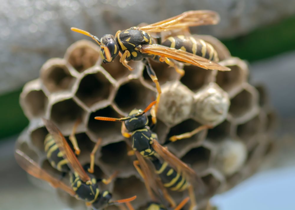 Wasps holding each other making their home