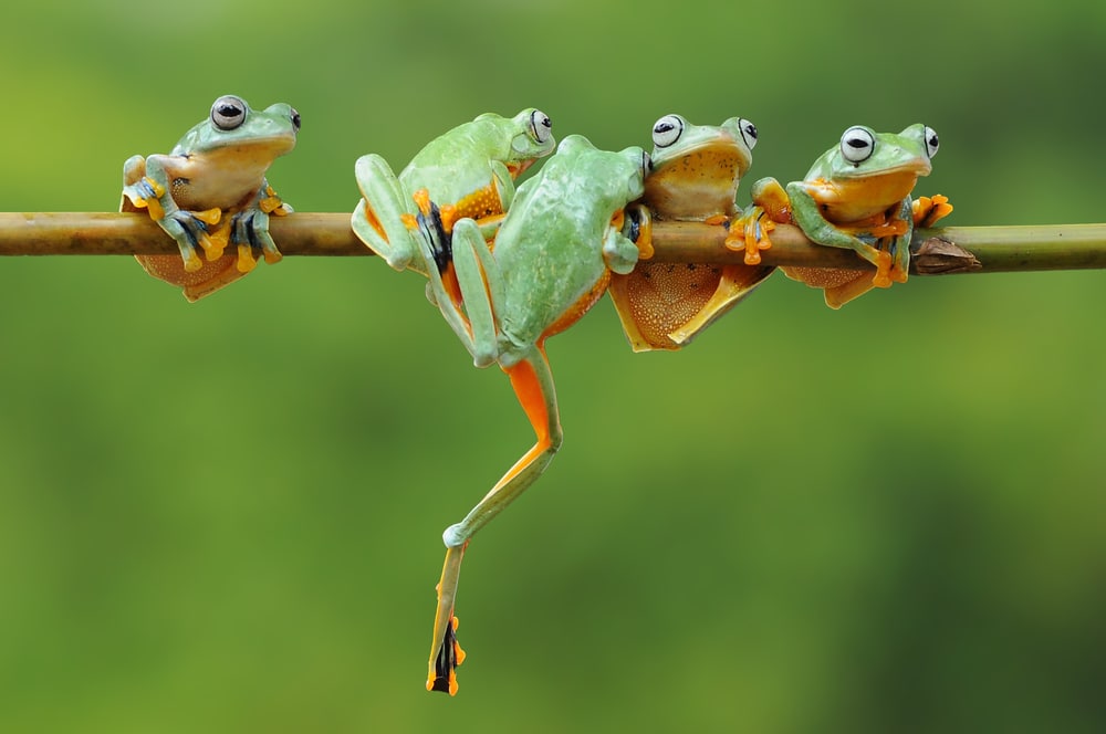 Frogs lining up on a stick