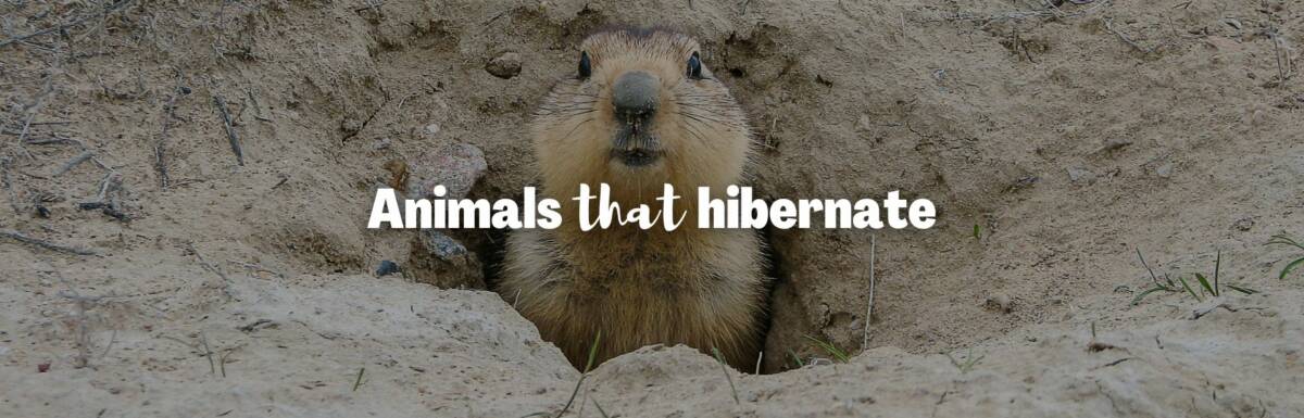 Animals that hibernate featured image