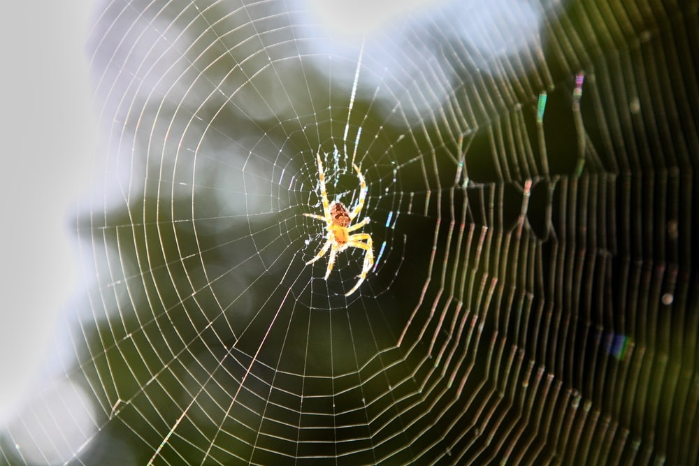 Spider at the center of a web