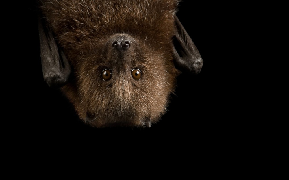 close up of a brown bat's face hanging upside down 