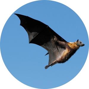 image of a bat in flight