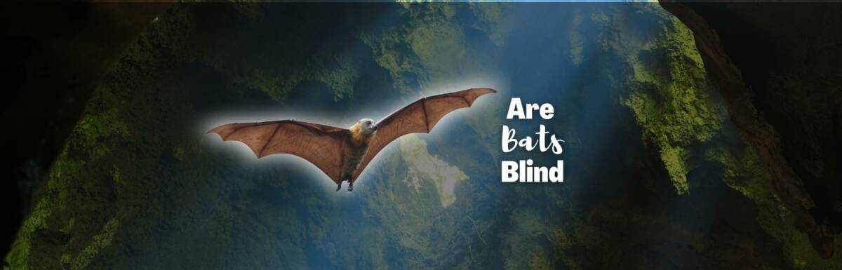are bats blind featured image