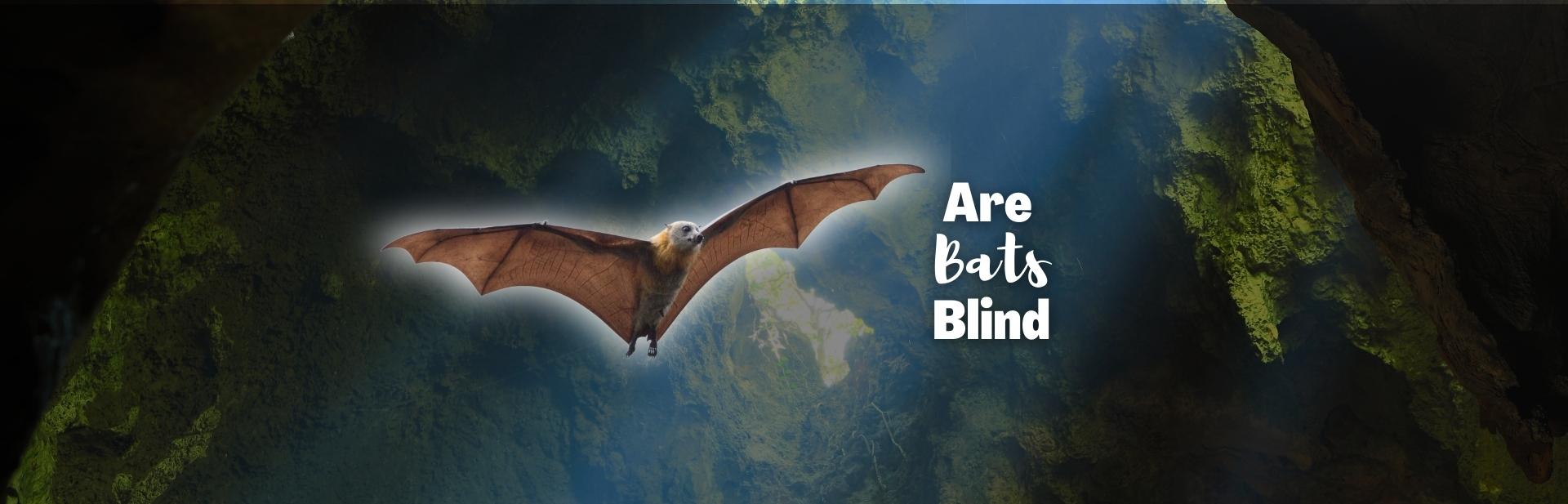 Are Bats Really Blind? See for Yourself!