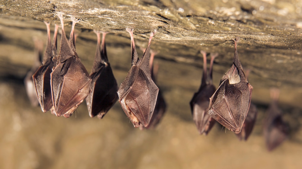 group of small sleeping horseshoe bat covered by wings, hanging upside down