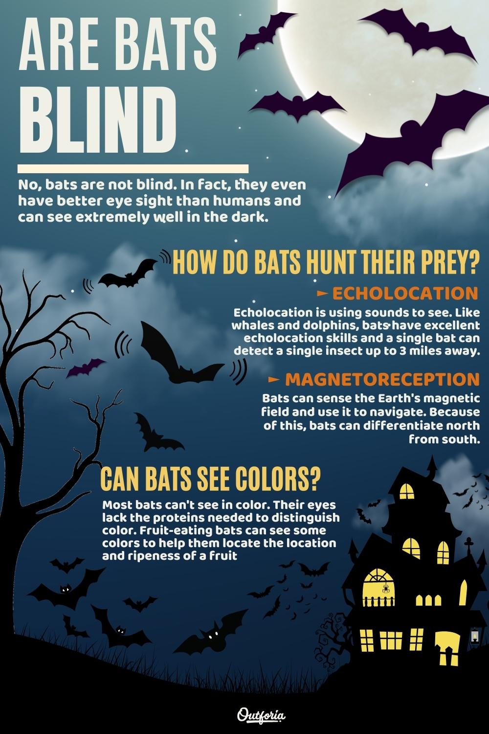 are bats blind chart with facts