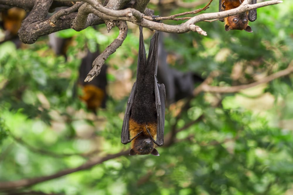 image of a Lyle flying fox hanging on a tree upside down during the day 