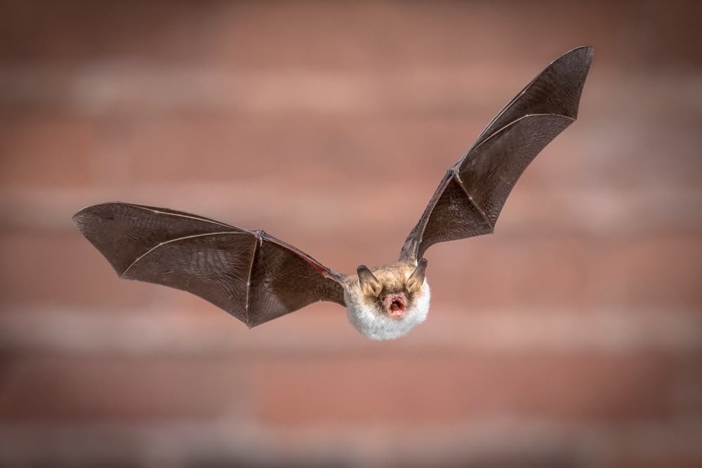 image of a Natterer's bat (Myotis nattereri) in flight 