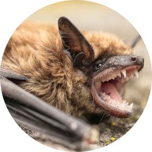 close up image of a bat showings its fangs