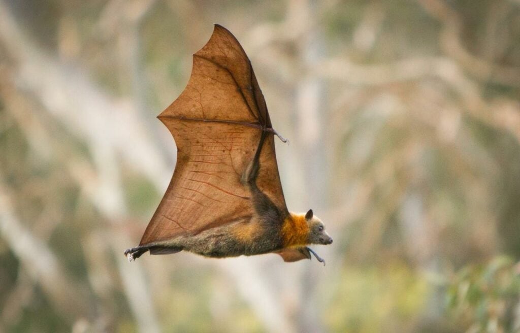 image of a fruit bat flying during daytime