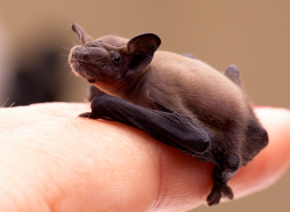image of a baby bat on a finger