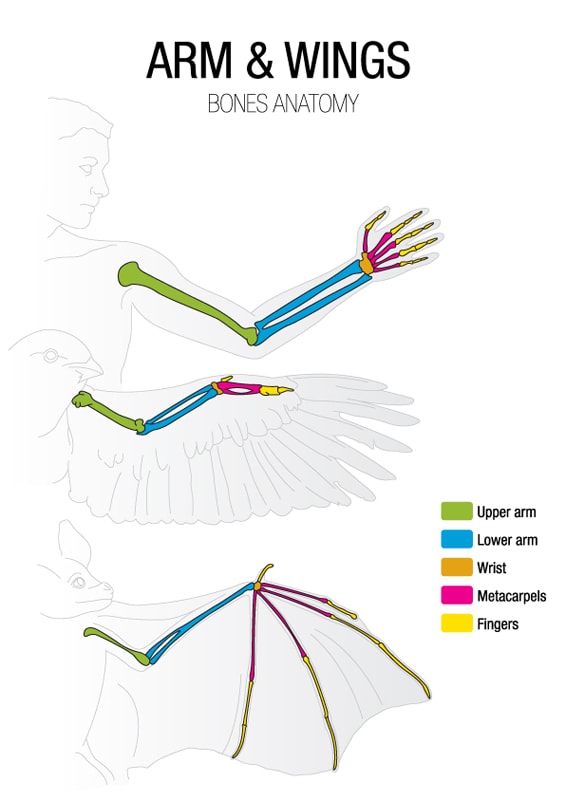 illustration of arms and wings comparison between human, bat, and bird