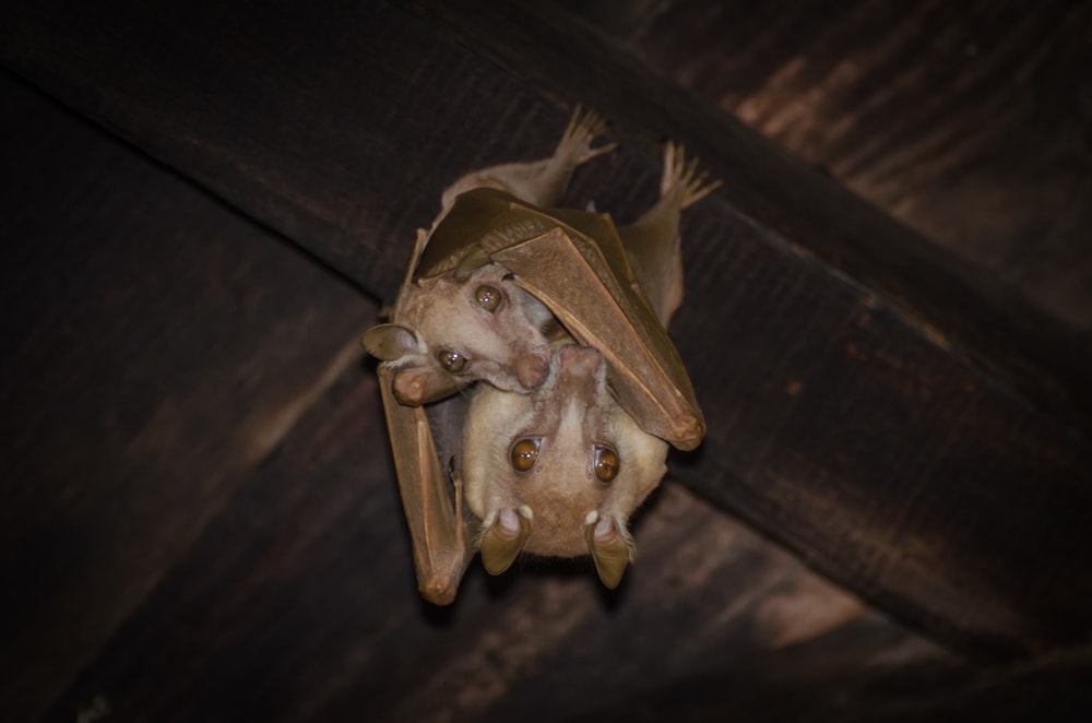 a mother bat cradling her baby in her wings 