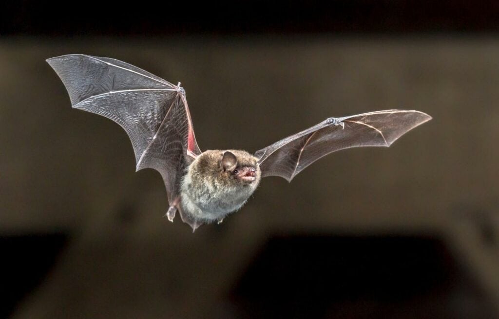 image of a Daubenton's bat in flight