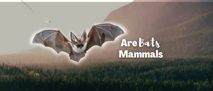 are bats mammals featured image