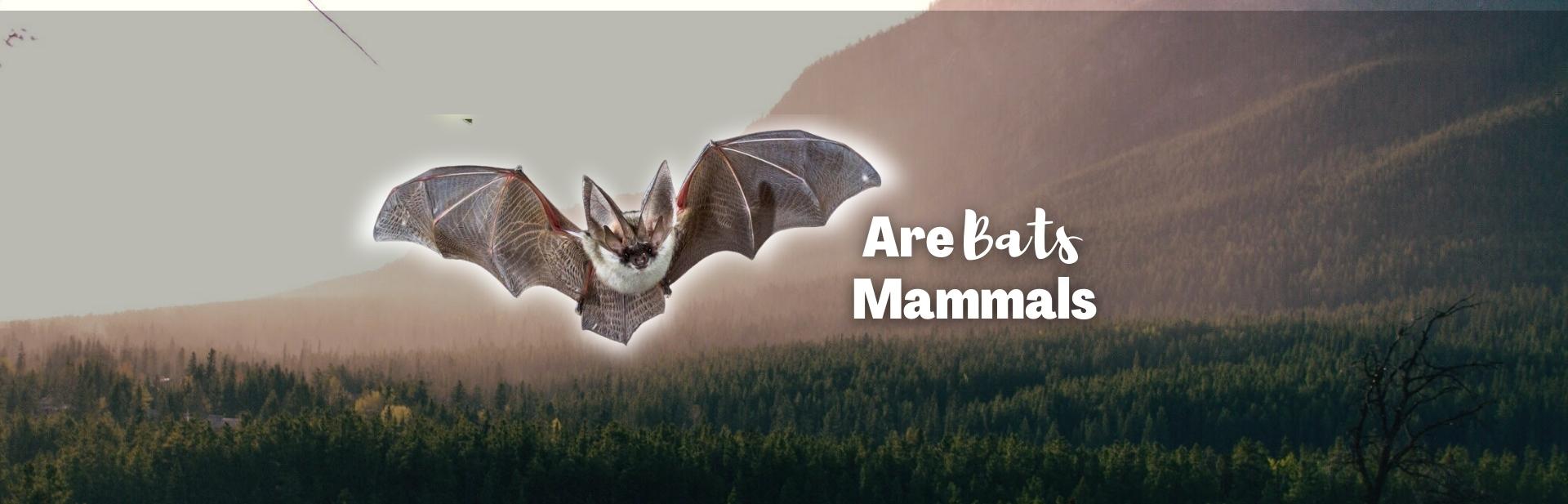 Are Bats Mammals? All About the Most Unique Mammals on Earth