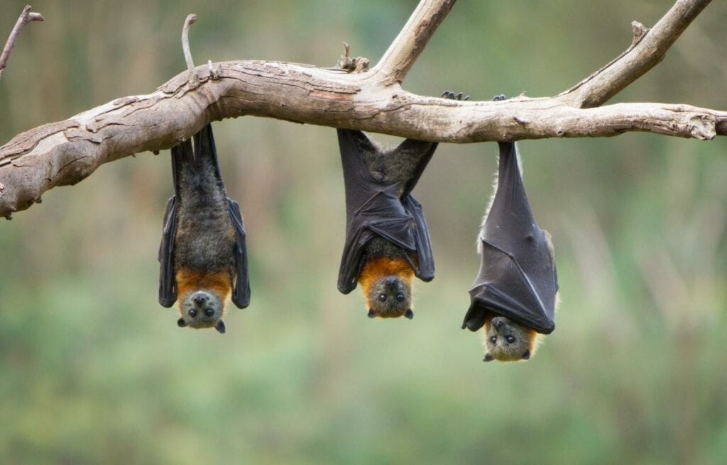 three flying fox hanging upside down on a tree branch