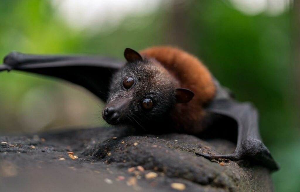 image of a flying fox on a rock surface