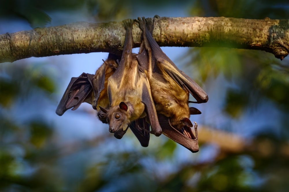 two fruit bats hanging upside down on a tree branch during afternoon