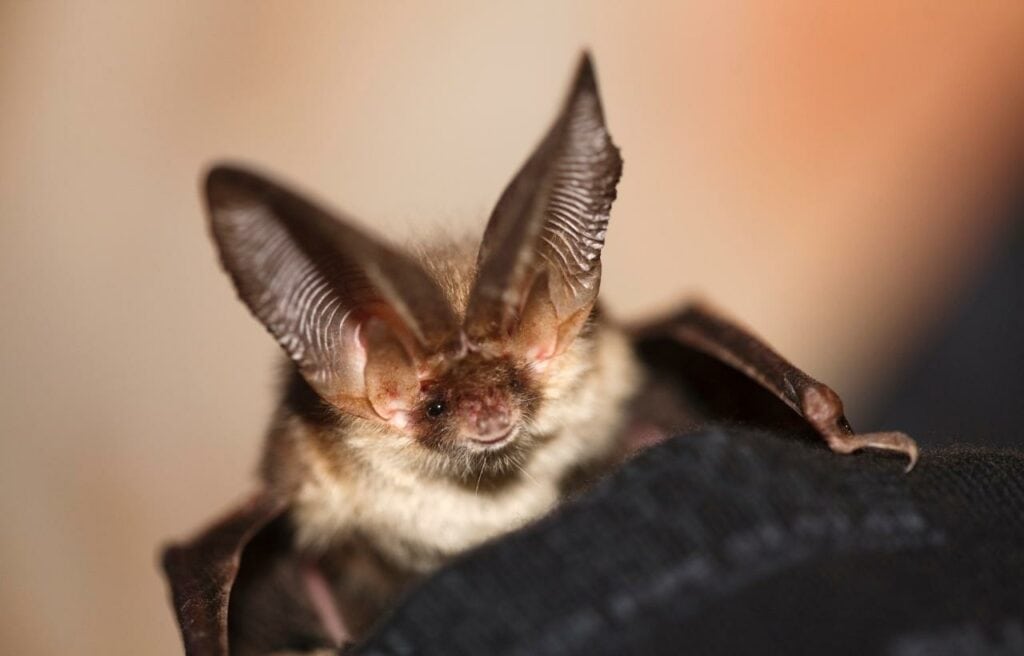 close up image of a long-eared bat clinging on the wall