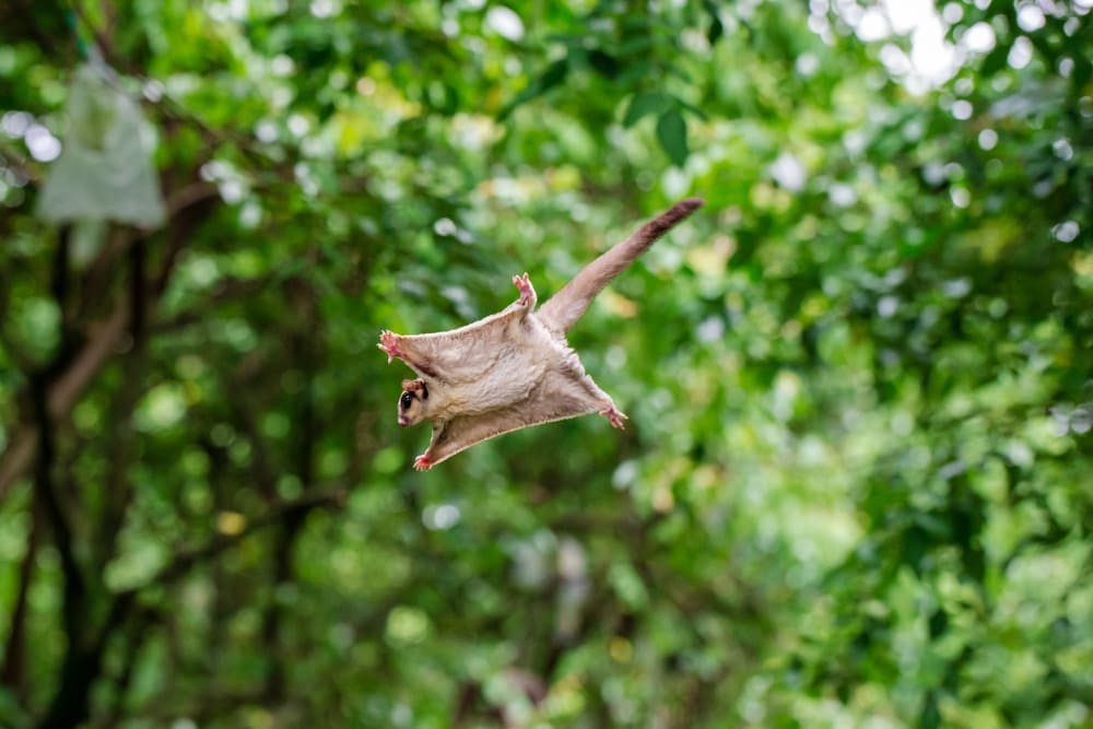image of a sugar glider jumping from one to to another