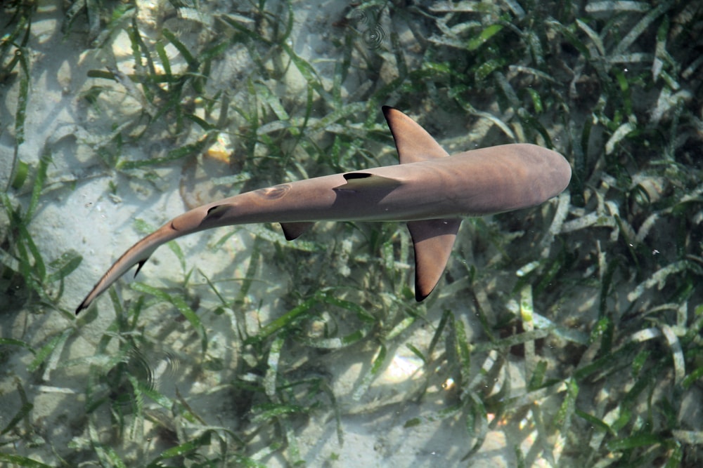 image of a juvenile shark swimming above ocean grass
